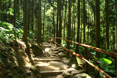 马武督探索森林