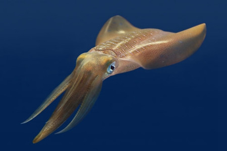 蒙特雷湾水族馆
