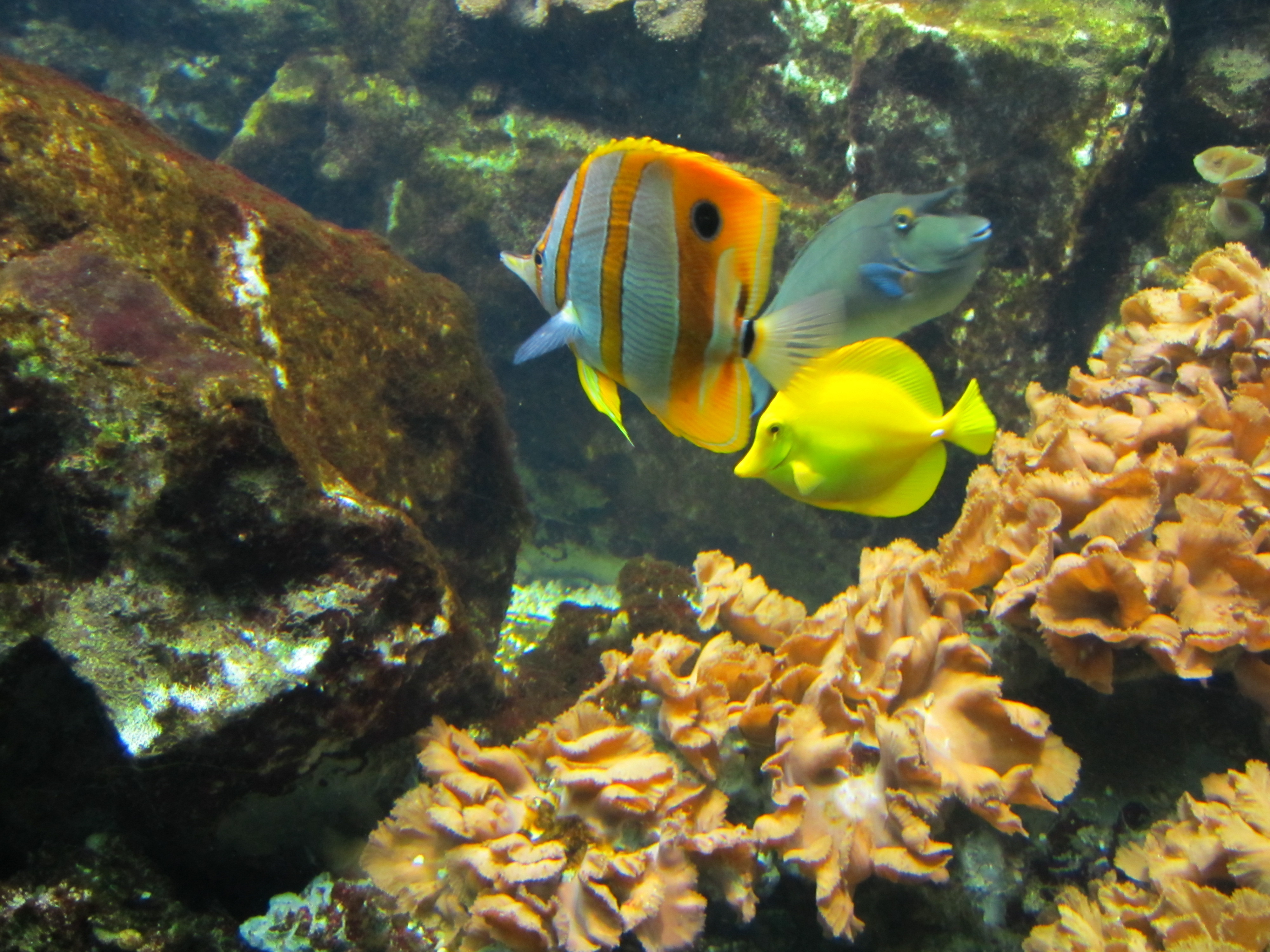 圣马洛水族馆里有各种深海,浅海的海洋生物,例如海龟,鲨鱼及各种色彩
