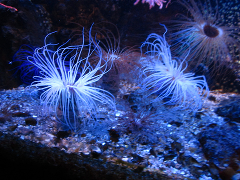 圣马洛水族馆