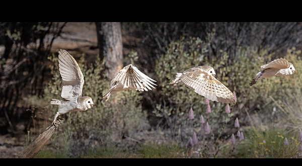 爱丽斯泉沙漠公园