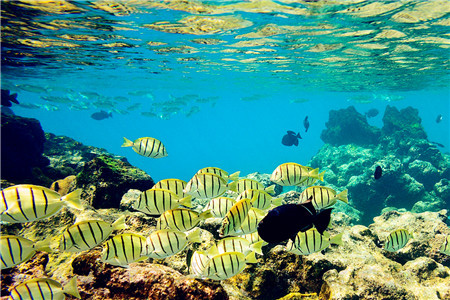 AHIHI-KINAU自然保护区