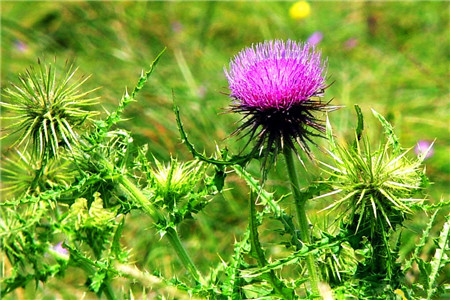 秦岭国家植物园