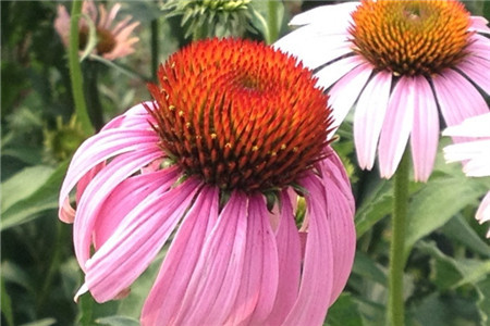 长安区薰衣草庄园