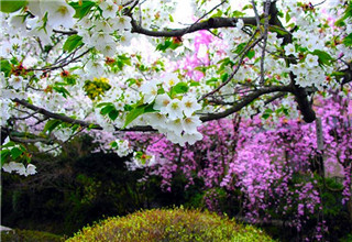 西部兰花生态园