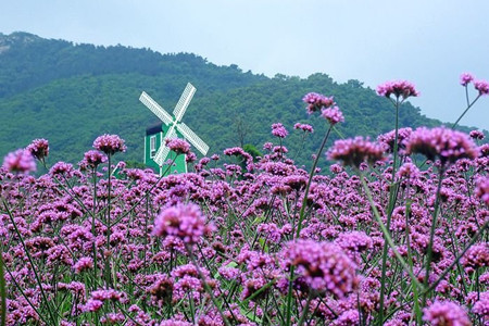 紫云花汐薰衣草庄园
