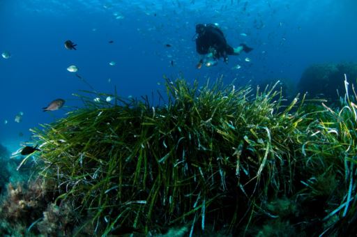 达赫莱•科罗湾