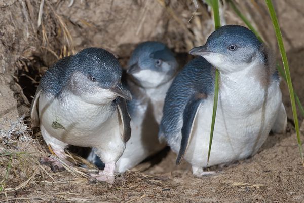 奥玛鲁蓝企鹅保护中心