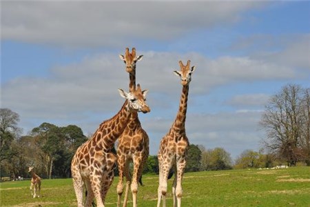 Fota Wildlife Park