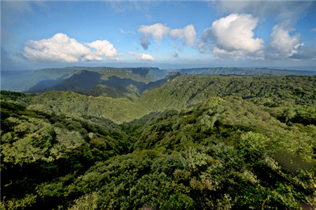 大风堡原始森林