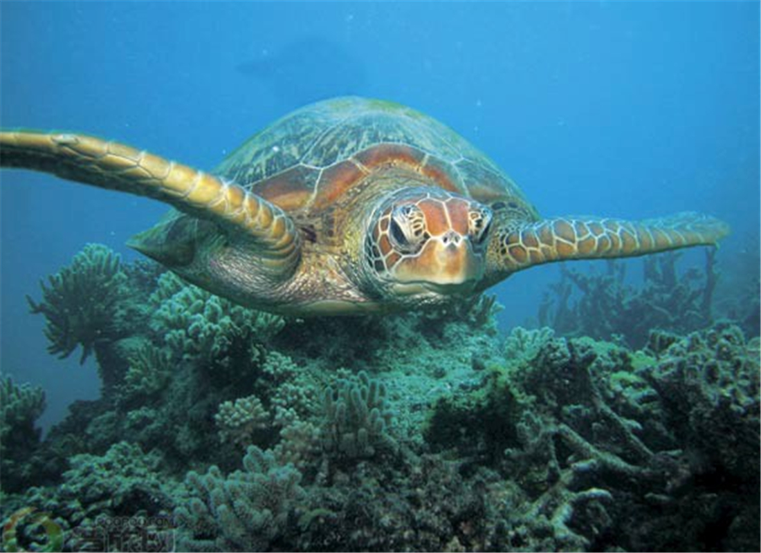 昆士兰海龟观赏节turtle season in queensland