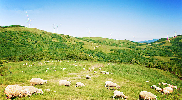 大关岭三养牧场