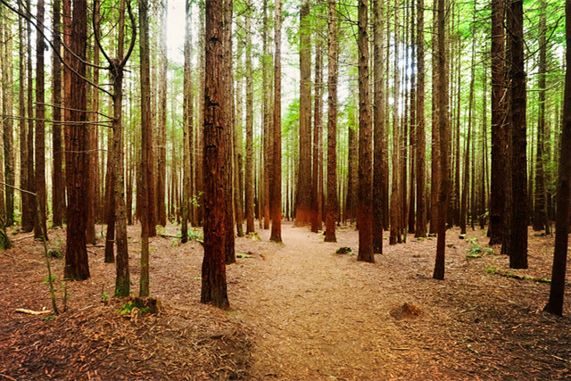 红木森林公园