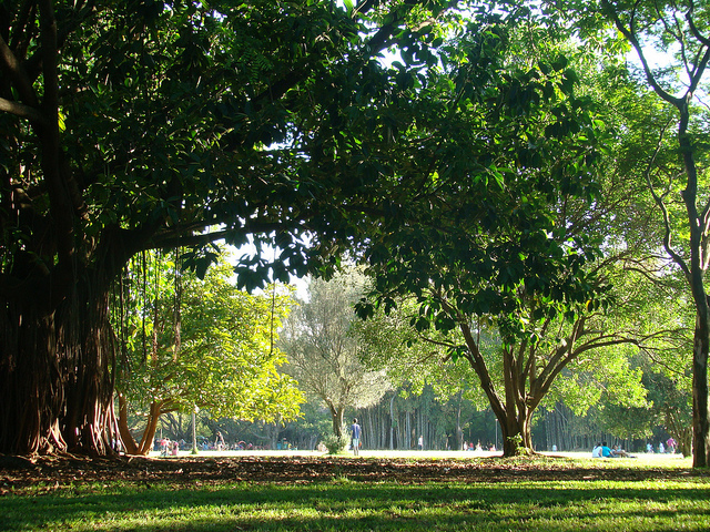 伊比拉布埃拉公园