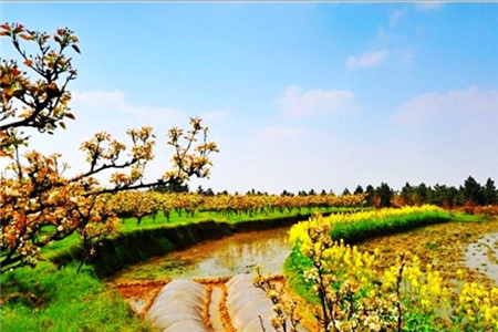 黄瓜山百里果乡