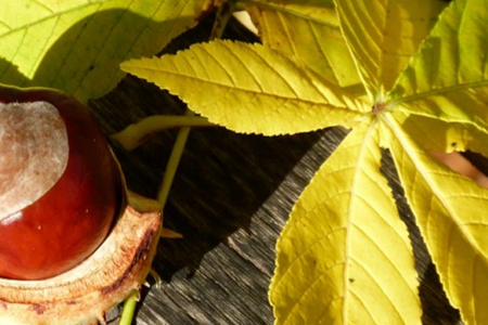 威斯特法伦公园