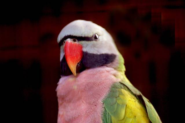 德希乌拉动物园