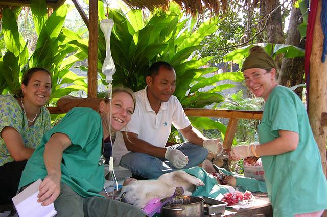 象岛动物保护志愿活动