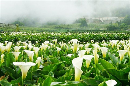 阳明山国家公园