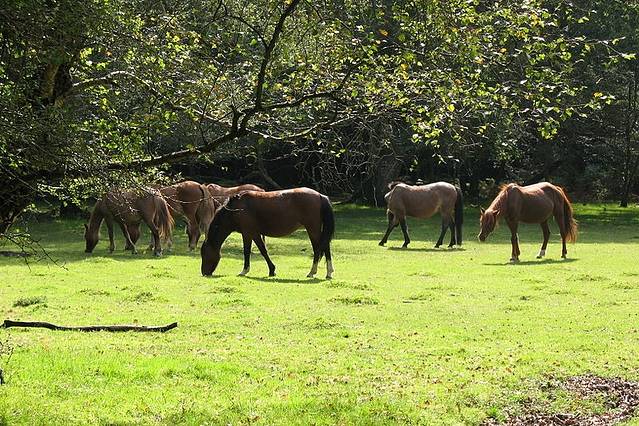 新森林国家公园