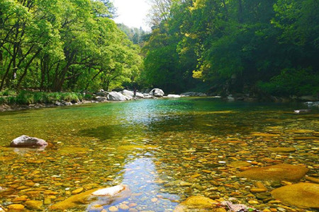 万花山中草药仿生种植观光园