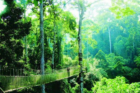 望天树-空中走廊