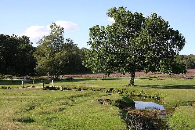 新森林国家公园