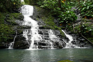 厄尔尼诺云雀国家森林公园