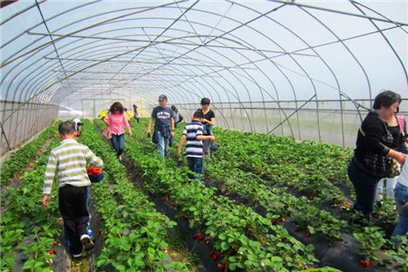 申亚乡村度假农园