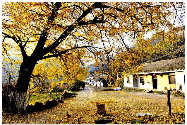 千年银杏谷文化旅游区