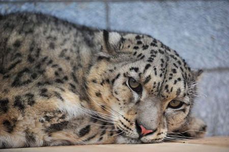 西宁野生动物园