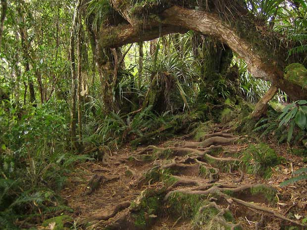 贝步尔贝鲁夫森林