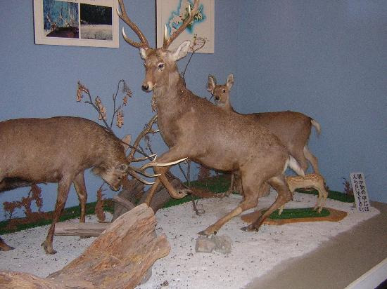 洞爷湖森林公园