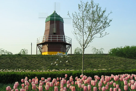 洛阳郁金香牡丹园