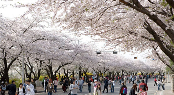 汝矣岛樱花大道