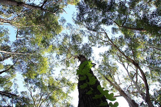 Blackbutt森林保护区