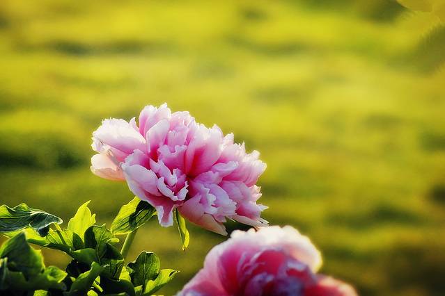 中国科学院华南国家植物园