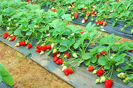赵屯草莓园