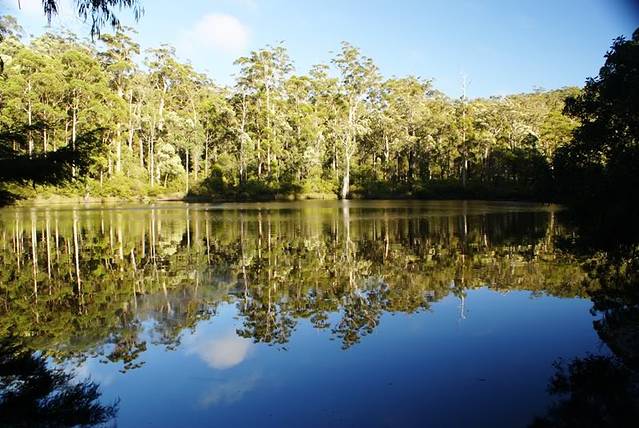 Blackbutt森林保护区
