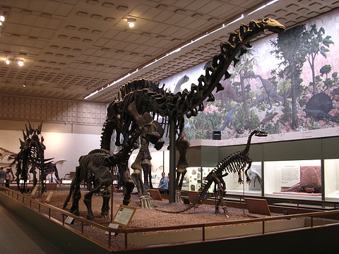 耶鲁大学皮博迪自然史博物馆