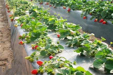 娟子草莓园