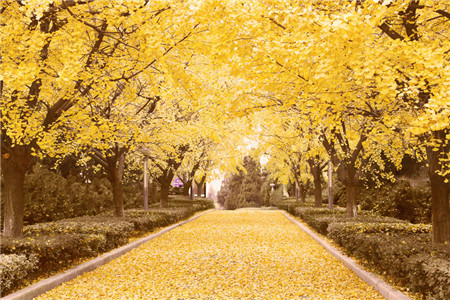 扬州江都银杏大道