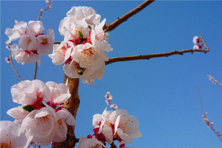 托克逊夏乡万亩杏花园