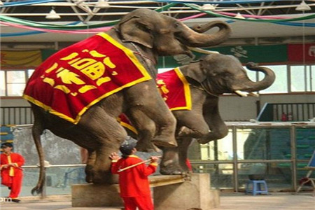 三亚泰象表演馆