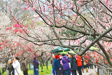 国际梅花节