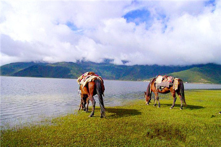 茶马古道安中马场
