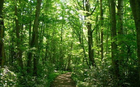 野幌森林公园