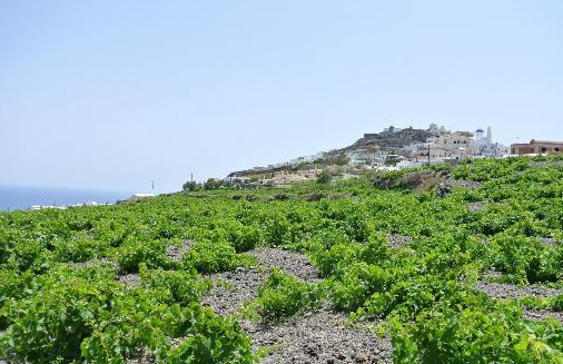 Santorini wine tour