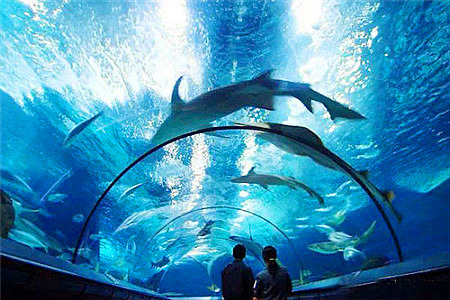 上海海洋水族馆