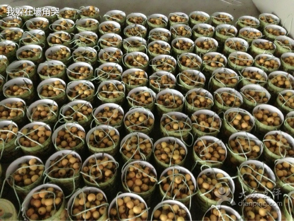 东山碧螺春白玉枇杷采摘